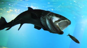 北の大地の水族館の写真