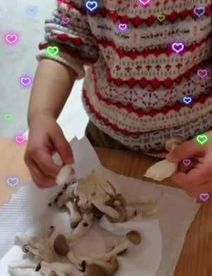 きのこをほぐすお手伝いの写真
