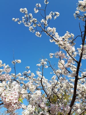青空を背景に咲いている桜の木の写真