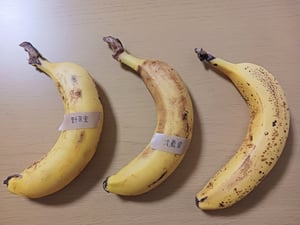皮がついたまま常温、冷蔵室、野菜室、で保存されたバナナの写真