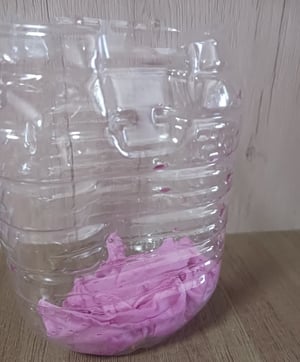 アサガオの花で作った色水で染めている写真