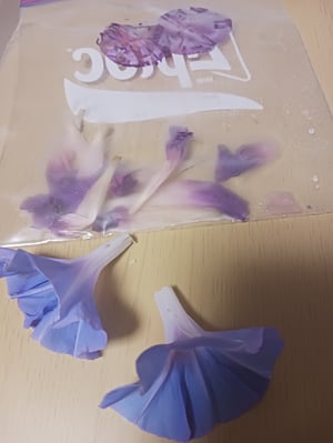 アサガオの写真