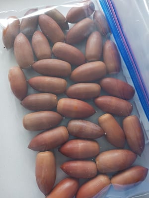 ジップロックに入れたどんぐりの写真