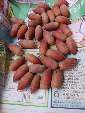 乾燥させたどんぐりの写真