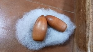 どんぐりの写真