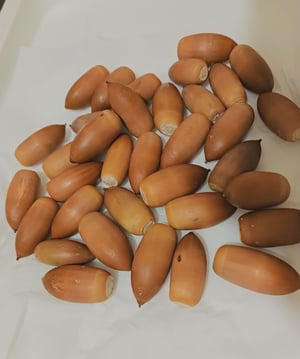 どんぐりの写真