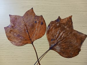 葉っぱの観察イメージ写真