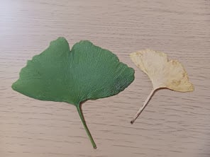 葉っぱの観察イメージ写真