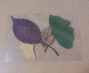 落ち葉でコラージュの写真