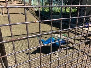 栗山公園の仲良し動物園の写真