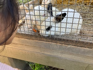 栗山公園の仲良し動物園の写真