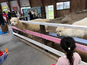 アースドリーム角山農場での写真