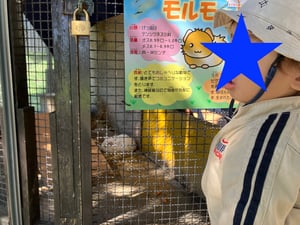 栗山公園の仲良し動物園の写真