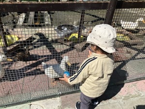 栗山公園の仲良し動物園の写真