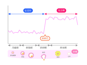 不妊治療タイミング法