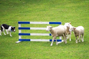 えこりん村での牧羊犬のショーの写真