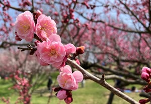 平岡公園の梅の写真