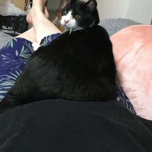猫の写真