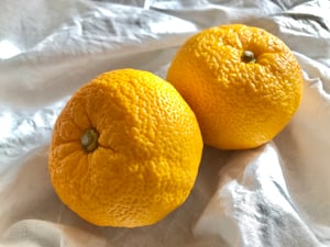 子どもと過ごす冬至のご紹介テキスト内画像