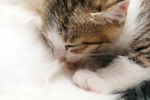 2022年の猫の日