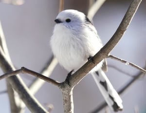 雪の妖精シマエナガ