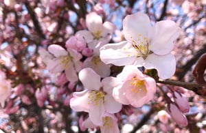 桜の写真