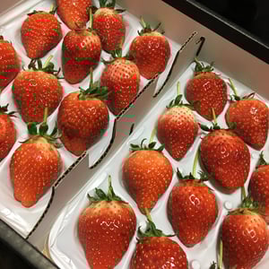 いちごの写真