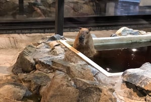 番屋の湯の写真