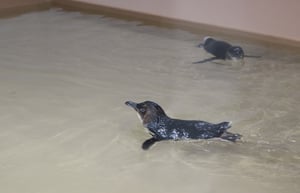 フェアリーペンギンの写真