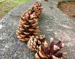 水遊びの穴場スポット北海道大学の写真