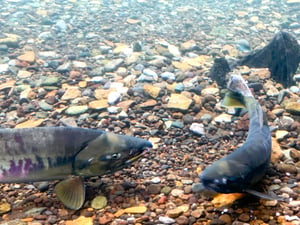 千歳水族館の鮭の写真
