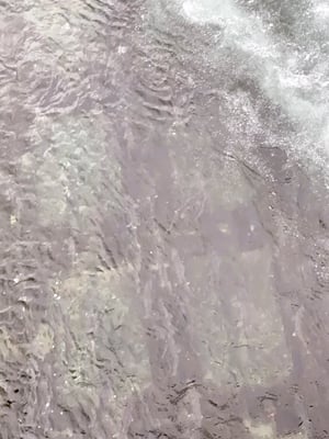 千歳川の鮭の写真