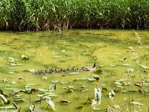 篠路川のカモの写真