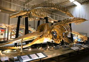 足寄動物化石博物館の写真
