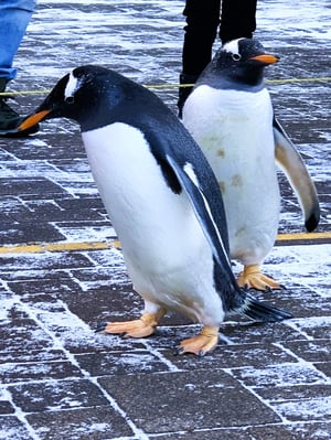 ペンギンの写真