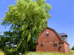 篠路川のレンガの倉庫と柳の木の写真