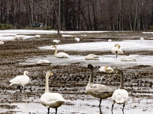 篠路川の白鳥の写真