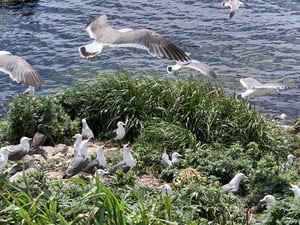 天売島のウミネコの親子