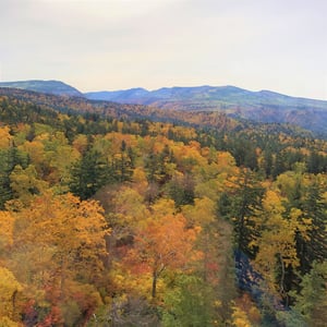 北海道　紅葉　旭岳