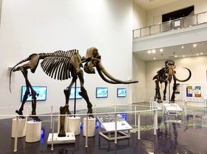 北海道博物館の写真