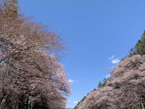 しずない桜まつり