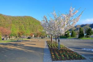 五天山公園の写真