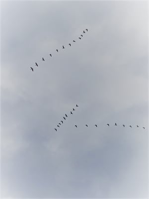ウトナイ湖の白鳥