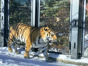 円山動物園のアムールトラの写真