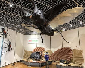 世界の昆虫展の写真