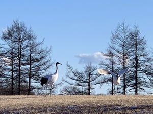 北海道　野生動物　鶴　タンチョウ　観察　釧路