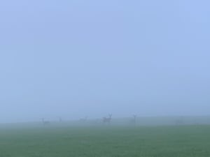 襟裳岬での霧の中に鹿の大群