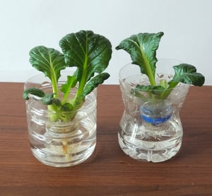 リボベジのイメージ写真