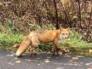 北海道　野生動物　キタキツネ　お出かけ　自然　紋別