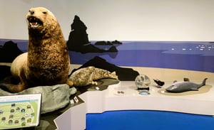 北海道博物館の写真
